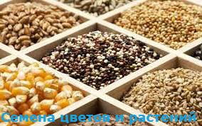 Продать семена растений картинка