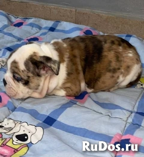 Английский бульдог, прекрасные щенки изображение 4