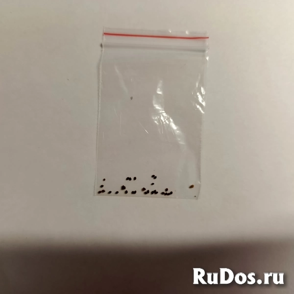 Семена туласи, в пакетике для выращивания дома. фотка