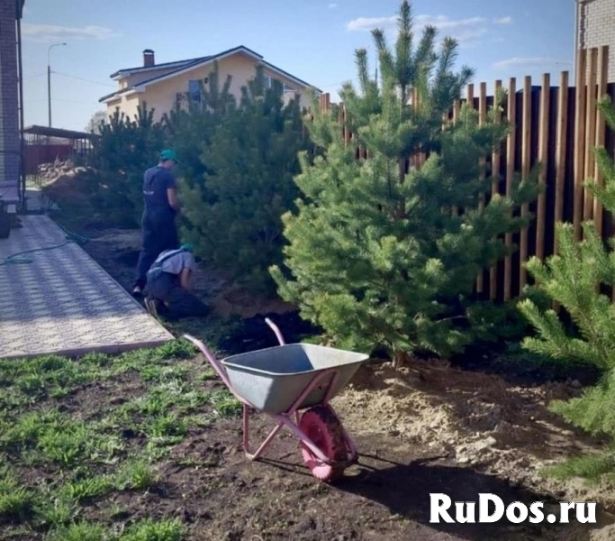 , купить растения фотка