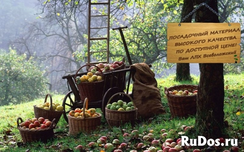 ЛПХ Всеволожский плодопитомник изображение 6
