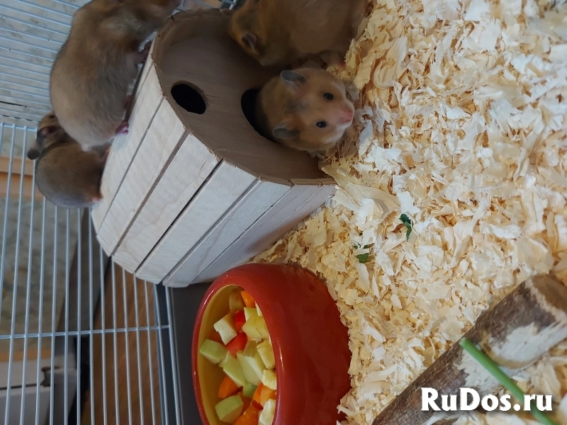 Сирийский хомяк изображение 6