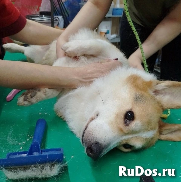 Стрижка животных в Выборском районе изображение 4