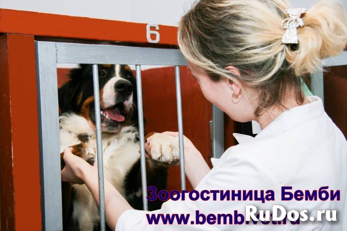 Зоогостиница Бемби фотка