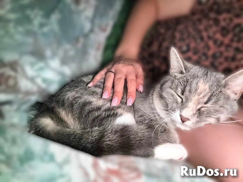 "Сладкая" кошечка фотка