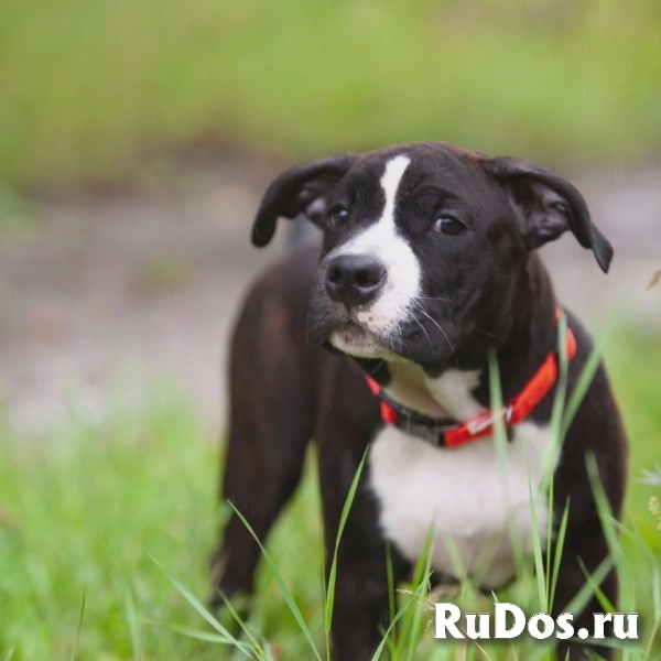 Тигровая  девочка Амстаффа для души изображение 9