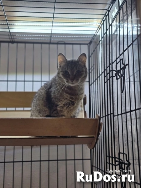 Кошечка Августина изображение 3