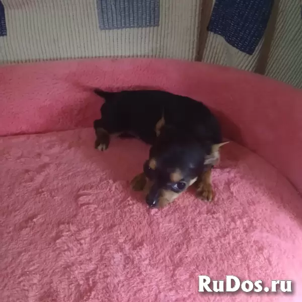 Чихуахуа мальчик для души фотка