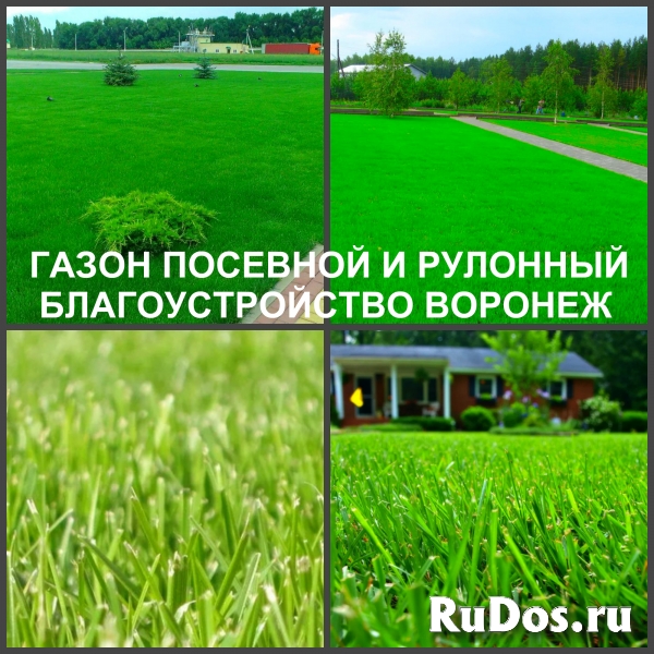 Газон рулонный и посевной Воронеж посадка изображение 6