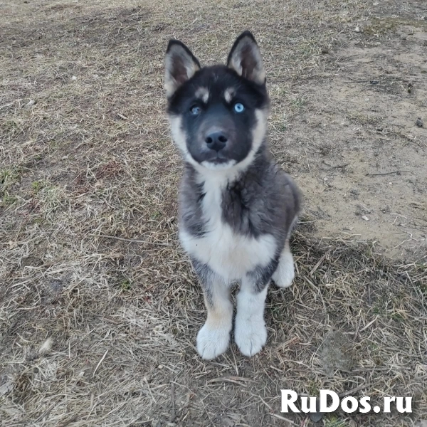 щенки хаски бесплатно фотка