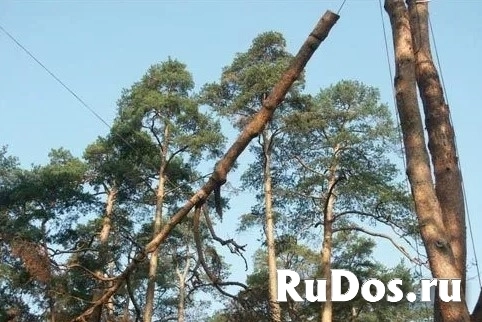 Спил деревьев изображение 7