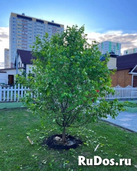 , купить растения изображение 4