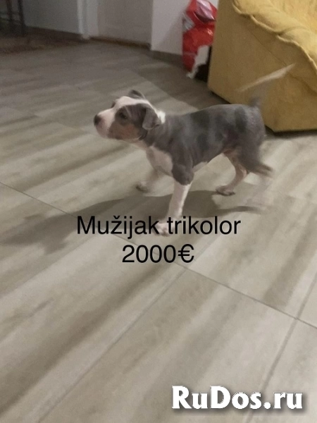 Питбультерьер изображение 3