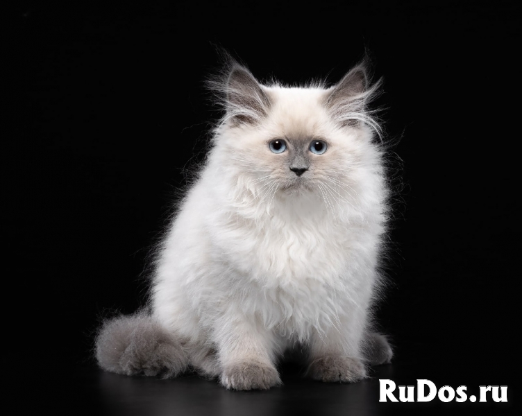Невская маскарадная кошка (котята) изображение 6