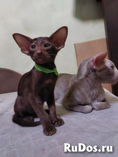 Котята ориентальной породы изображение 3