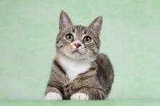 Котенок Грейси — ласковое чудо в поисках дома! картинка из объявления