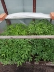 , купить растения в объявлении 4 фото , купить растения картинка из объявления