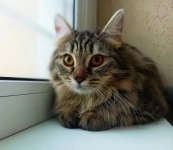 сибирская кошечка Белочка ищет семью в объявлении 3 фото сибирская кошечка Белочка ищет семью картинка из объявления
