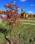 , купить растения в объявлении 5 фото , купить растения картинка из объявления
