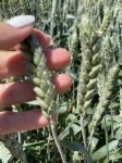 Семена пшеницы озимой купить Агрофак100 Алексеич Ахмат Безостая в объявлении 1 фото Семена пшеницы озимой купить Агрофак100 Алексеич Ахмат Безостая картинка из объявления
