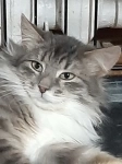 сибирский кот в приюте в объявлении 3 фото сибирский кот в приюте картинка из объявления