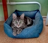 красивая мраморного окраса кошка ищет дом в объявлении 2 фото красивая мраморного окраса кошка ищет дом картинка из объявления
