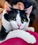 Котик ищет своего человека в объявлении 3 фото Котик ищет своего человека картинка из объявления