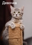 котята в добрые руки огромный выбор! картинка из объявления