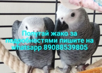 Попугаи жако мальчик и девочка на продажу в объявлении 1 фото Попугаи жако мальчик и девочка на продажу картинка из объявления