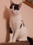 котик Гоша хочет домой в объявлении 2 фото котик Гоша хочет домой картинка из объявления
