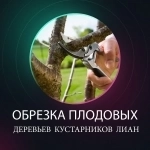 Обрезка плодовых и садовых деревьев. в объявлении 9 фото Обрезка плодовых и садовых деревьев. картинка из объявления
