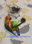 Жако и аратинга солнечный птенцы выкормыши от заводчика картинка из объявления