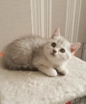 Очаровательный котенок серебристая шиншилла картинка из объявления