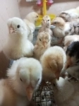 Продам цыплят породы брама в объявлении 9 фото Продам цыплят породы брама картинка из объявления