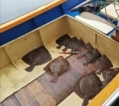 Морские прогулки по черноморскому побережью картинка из объявления