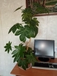 Продам Фатсия японская ( Аралия японская) картинка из объявления