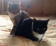 Сладкая парочка позитивных котят! в объявлении 12 фото Сладкая парочка позитивных котят! картинка из объявления