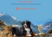 Щенки бернских зенненхундов в объявлении 4 фото Щенки бернских зенненхундов картинка из объявления