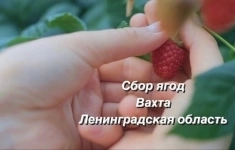 Рабочий на сбор урожая ягод (вахта) в объявлении 1 фото Рабочий на сбор урожая ягод (вахта) картинка из объявления