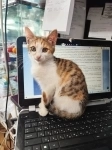 Красивые и умные котята, ищут тёплый дом картинка из объявления