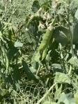 Семена гороха ярового купить Усатый кормовой Аксайский усатый 7 картинка из объявления
