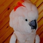 Молуккский какаду (Cacatua moluccensis) ручные птенцы из питомника в объявлении 1 фото Молуккский какаду (Cacatua moluccensis) ручные птенцы из питомника картинка из объявления