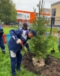 Саженцы и крупные деревья и кустарники для быстрого озеленения в объявлении 5 фото Саженцы и крупные деревья и кустарники для быстрого озеленения картинка из объявления
