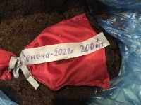 Женьшень семена и продукты его переработки в объявлении 1 фото Женьшень семена и продукты его переработки картинка из объявления