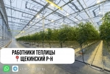 Требуются овощеводы в тепличный комплекс картинка из объявления