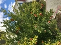 Требуются шеф-повар, повара, персонал кухни в объявлении 1 фото Требуются шеф-повар, повара, персонал кухни картинка из объявления