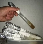 Маточный мицелий вешенки в пробирке картинка из объявления