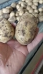 картофель картинка из объявления
