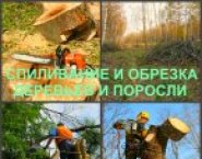 Спиливание Воронеж, спиливание деревьев в Воронеже в объявлении 2 фото Спиливание Воронеж, спиливание деревьев в Воронеже картинка из объявления