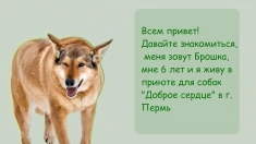 Милая Брошка в хорошие руки! в объявлении 5 фото Милая Брошка в хорошие руки! картинка из объявления